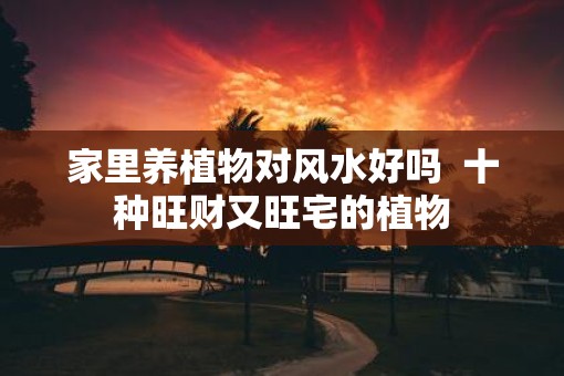 家里养植物对风水好吗  十种旺财又旺宅的植物