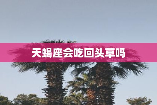 天蝎座会吃回头草吗