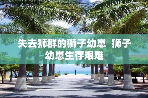 失去狮群的狮子幼崽  狮子幼崽生存艰难