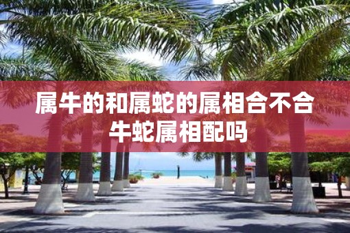 属牛的和属蛇的属相合不合 牛蛇属相配吗