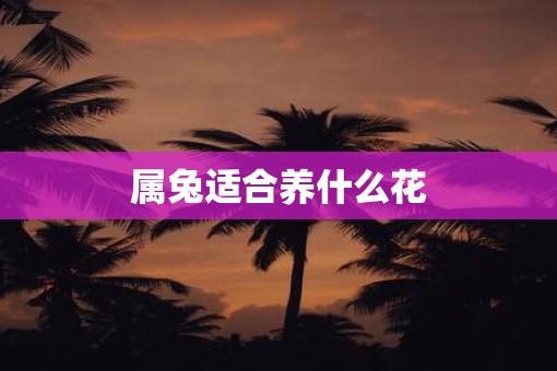 属兔适合养什么花
