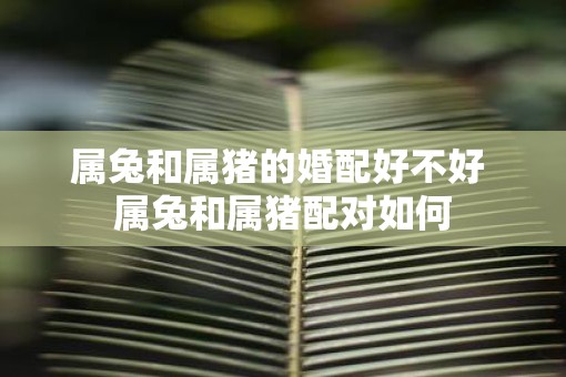 属兔和属猪的婚配好不好 属兔和属猪配对如何