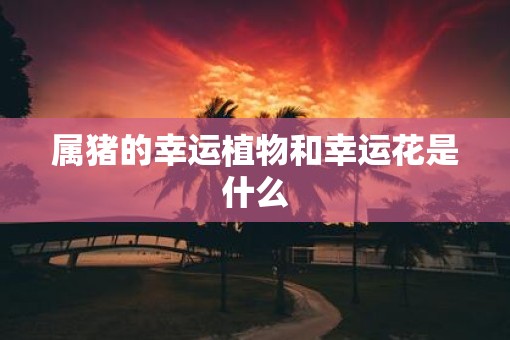 属猪的幸运植物和幸运花是什么