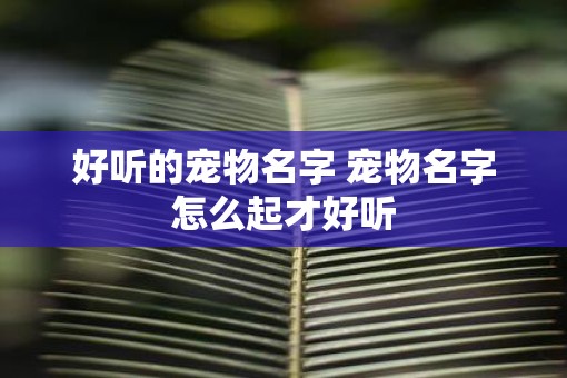 好听的宠物名字 宠物名字怎么起才好听