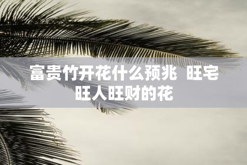 富贵竹开花什么预兆  旺宅旺人旺财的花