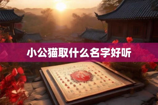 小公猫取什么名字好听