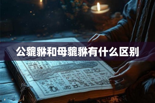 公貔貅和母貔貅有什么区别