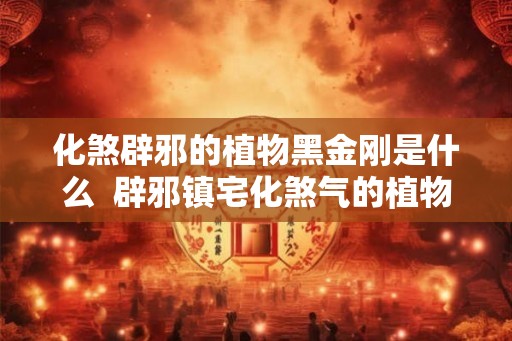 化煞辟邪的植物黑金刚是什么 辟邪镇宅化煞气的植物 化煞辟邪的植物黑金刚是什么 辟邪镇宅化煞气的植物