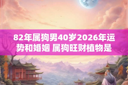 82年属狗男40岁2026年运势和婚姻 属狗旺财植物是什么
