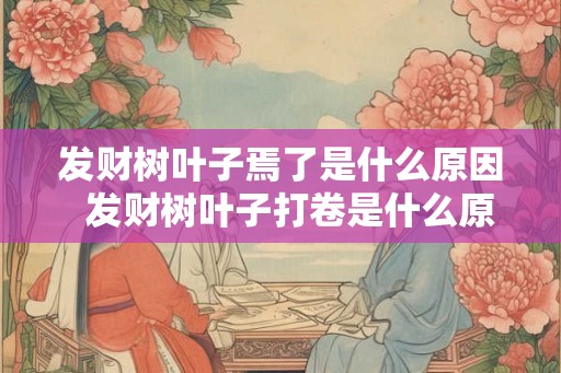 发财树叶子焉了是什么原因  发财树叶子打卷是什么原因