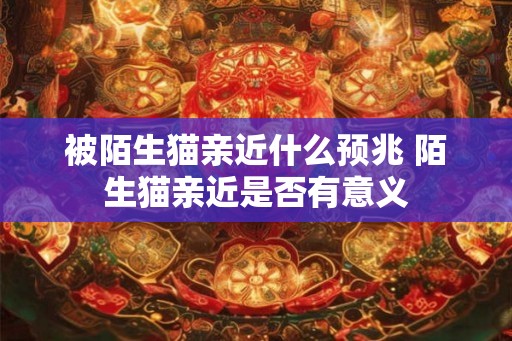 被陌生猫亲近什么预兆 陌生猫亲近是否有意义