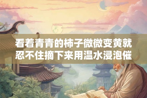 看着青青的柿子微微变黄就忍不住摘下来用温水浸泡催熟它