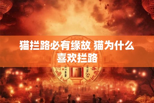 猫拦路必有缘故 猫为什么喜欢拦路
