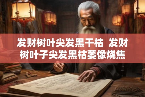 发财树叶尖发黑干枯  发财树叶子尖发黑枯萎像烧焦