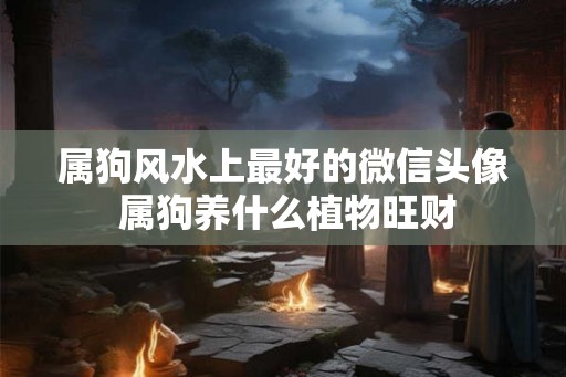 属狗风水上最好的微信头像 属狗养什么植物旺财 属狗风水上最好的微信头像 属狗养什么植物旺财