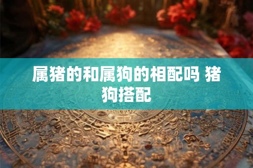 属猪的和属狗的相配吗 猪狗搭配