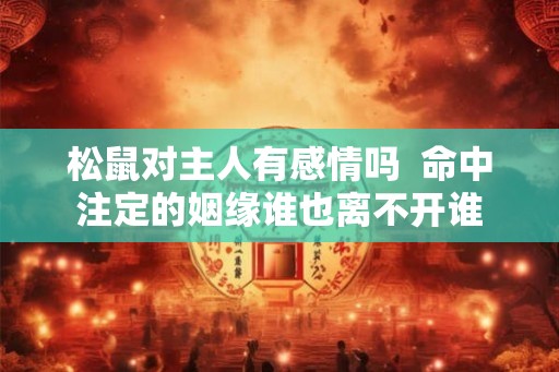 松鼠对主人有感情吗  命中注定的姻缘谁也离不开谁