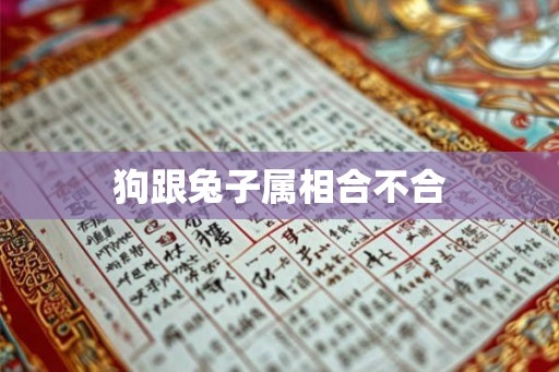 狗跟兔子属相合不合