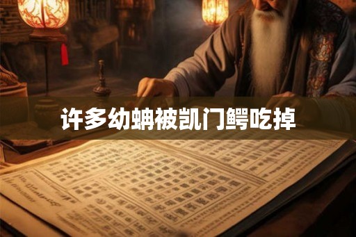 许多幼蚺被凯门鳄吃掉