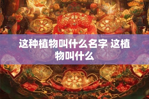 这种植物叫什么名字 这植物叫什么