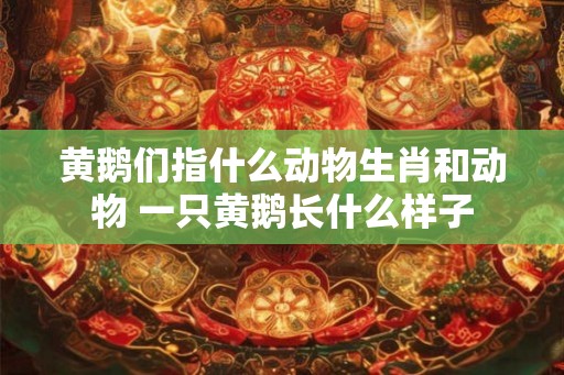 黄鹅们指什么动物生肖和动物 一只黄鹅长什么样子