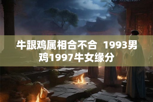 牛跟鸡属相合不合  1993男鸡1997牛女缘分