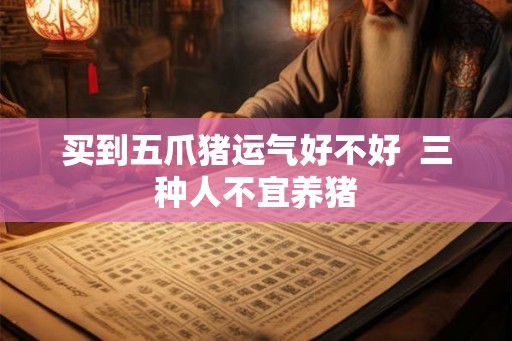 买到五爪猪运气好不好 三种人不宜养猪 买到五爪猪运气好不好 三种人不宜养猪