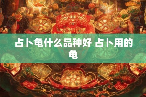 占卜龟什么品种好 占卜用的龟