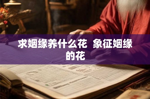 求姻缘养什么花  象征姻缘的花
