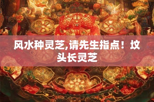 风水种灵芝,请先生指点!坟头长灵芝 风水种灵芝,请先生指点!坟头长灵芝