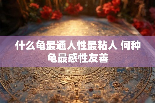 什么龟最通人性最粘人 何种龟最感性友善