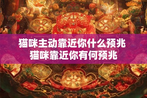 猫咪主动靠近你什么预兆 猫咪靠近你有何预兆