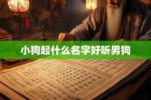 小狗起什么名字好听男狗 小狗起什么名字好听男狗