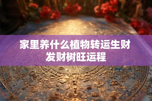 家里养什么植物转运生财 发财树旺运程