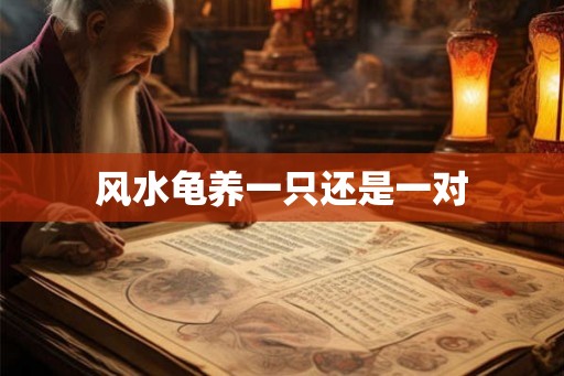 风水龟养一只还是一对