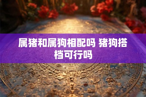 属猪和属狗相配吗 猪狗搭档可行吗