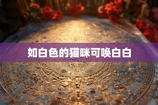 如白色的猫咪可唤白白