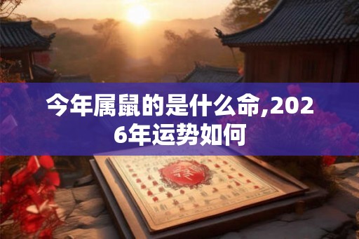 今年属鼠的是什么命,2026年运势如何