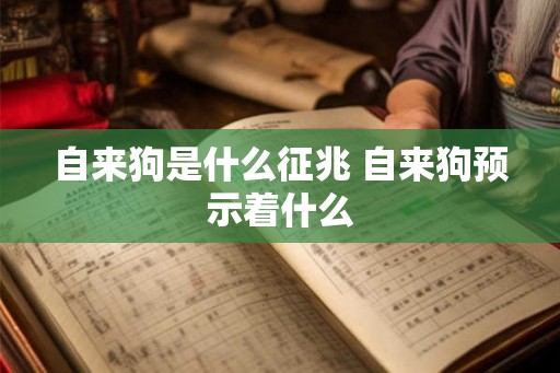 自来狗是什么征兆 自来狗预示着什么