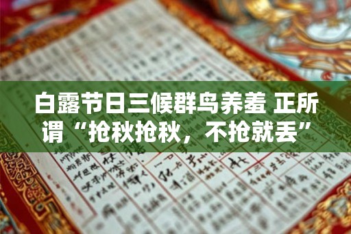 白露节日三候群鸟养羞 正所谓“抢秋抢秋，不抢就丢”