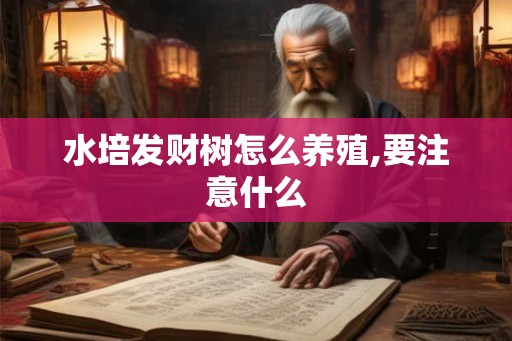 水培发财树怎么养殖,要注意什么