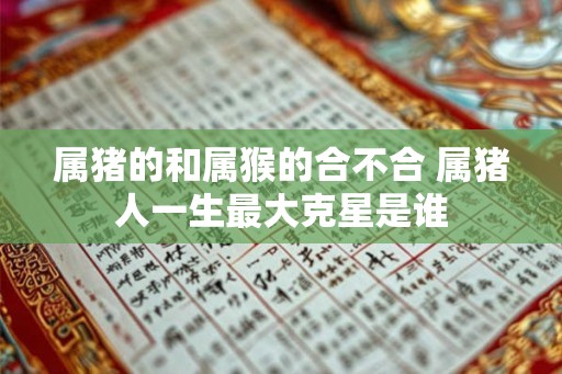 属猪的和属猴的合不合 属猪人一生最大克星是谁