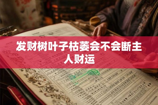 发财树叶子枯萎会不会断主人财运