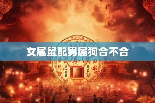 女属鼠配男属狗合不合