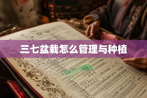 三七盆栽怎么管理与种植