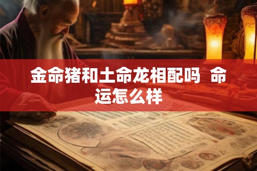 金命猪和土命龙相配吗  命运怎么样