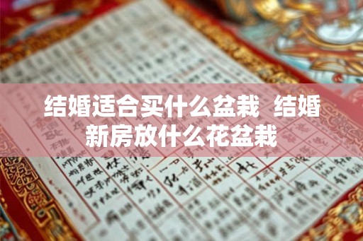 结婚适合买什么盆栽  结婚新房放什么花盆栽