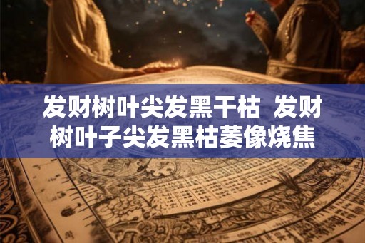 发财树叶尖发黑干枯 发财树叶子尖发黑枯萎像烧焦 发财树叶尖发黑干枯 发财树叶子尖发黑枯萎像烧焦