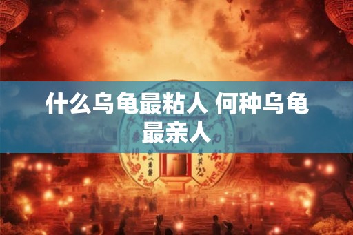 什么乌龟最粘人 何种乌龟最亲人