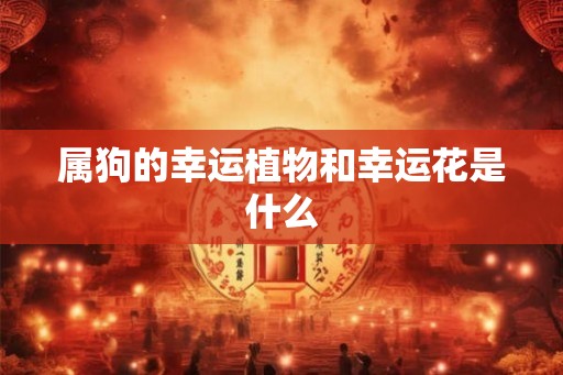 属狗的幸运植物和幸运花是什么